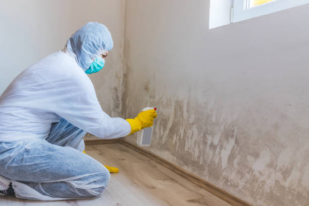 Licensed Mold Remediation service in Jericho, NY - 24 Hour Mold Removal